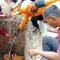 Kisah di Balik Pemakaman Wanita Berbobot 300 Kg di Sragen