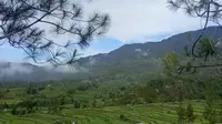 Desa Tondok Bakaru berada di kaki Gunung Mambuliling, Mamasa, Sulawesi Barat. (Liputan6.com/ Abdul Rajab)