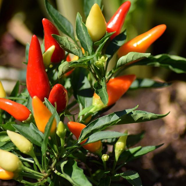 Ilustrasi cabai rawit