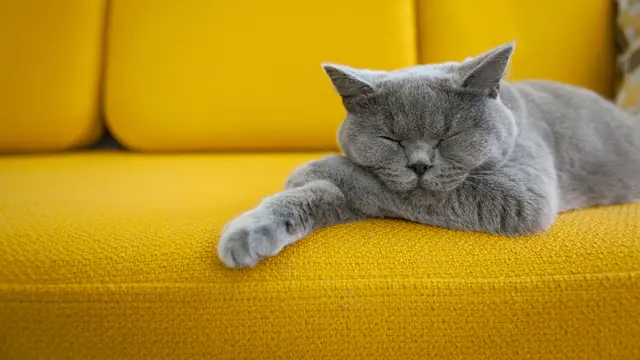 Kucing Tidur