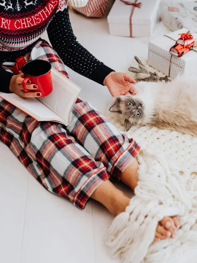 Ilustrasi Kucing Mengikuti Manusia