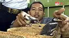 Para penggemar burung di Klaten menggelar arisan burung. Setiap anggota arisan diharuskan membawa satu ekor burung hasil penangkaran jenis jalak suren. 