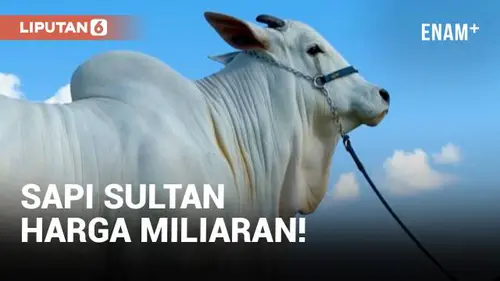 VIDEO: Wow, Sapi Sultan Seharga 41 Miliar Rupiah!