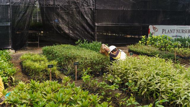Selama bertahun-tahun, Lippo Karawaci telah menanam lebih dari 160 ribu pohon di tiga kawasan, yaitu di Lippo Village, Lippo Cikarang, dan di Tanjung Bunga. (dok LPKR)