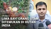 Lima Bayi Orang Utan Ditemukan di Hutan India