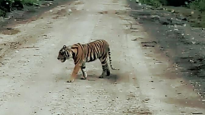 Harimau Sumatra bernama Bonita yang pernah masuk pemukiman di Dusun Danau, Kecamatan Plangiran, Indragiri Hilir. (Liputan6.com/Dok BBKSDA Riau/M Syukur)