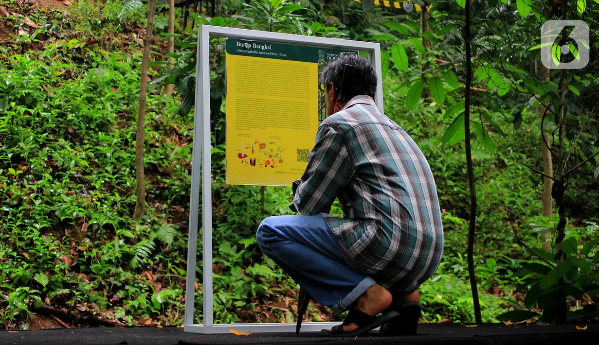 Pengunjung membaca keterangan Bunga Bangkai di Kebun Raya Bogor, Minggu (5/1/2020). Hari terakhir liburan sekolah, Kebun Raya Bogor menjadi tujuan wisata favorit bagi warga. Salah satu objek yang paling menarik di sana adalah Bunga Bangkai. (Merdeka.com/Fotografer Magang: Muhammad Fayyadh)