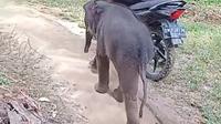 Bayi gajah ditinggal induknya mengikuti seorang warga yang melintas di perkebunan sawit Kabupaten Kampar. (Liputan6.com/M Syukur)