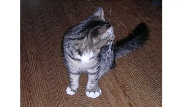 10 Potret Kucing Setelah Disengat Lebah Ini Bikin Kasihan