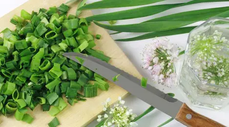 Manfaat Daun Bawang 10 Hal Ini Wajib Kamu Ketahui Beauty Fimela Com