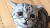 Bila sebelumnya ada kucing berparas seperti alien, maka kali ini ada kucing bermuka sedih