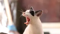 8 Alasan Memelihara Kucing Baik untuk Kesehatanmu