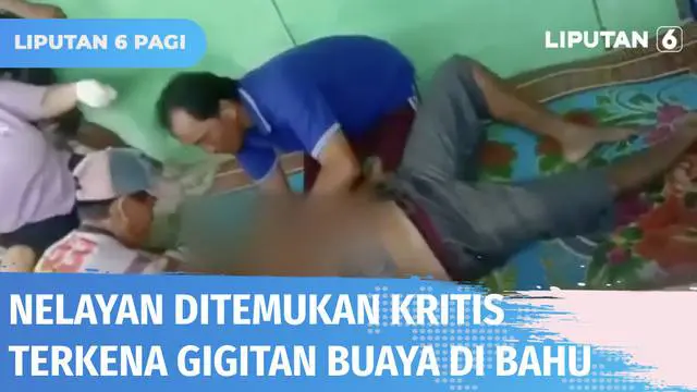 Dua nelayan diterkam buaya saat sedang mencari ikan di Sungai Sidang, Lampung. Pencarian oleh puluhan nelayan membuahkan hasil. Satu korban ditemukan dalam kondisi kritis dengan luka gigitan di bahu. Sementara satu korban masih dalam pencarian.