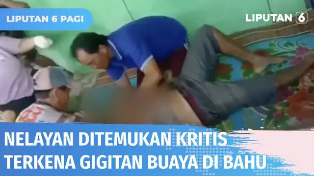 VIDEO: Dua Nelayan di Mesuji Diterkam Buaya Saat Cari Ikan, Satu Kritis dan Satu Belum Ditemukan