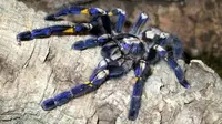 Mahasiswa ini menemukan seekor tarantula eksotis berwarna biru yang sangat langka, beracun, dan membahayakan.