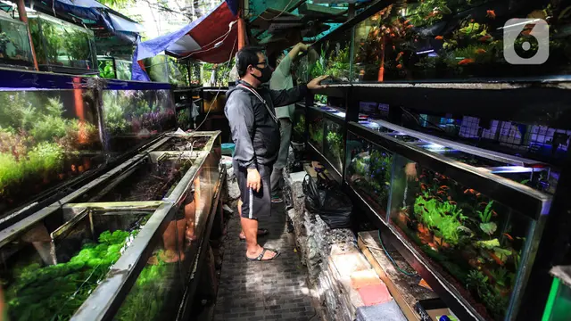 Penjual Ikan Hias