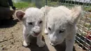 Bayi singa putih kembar tiga bermain di luar ruangan di Nantong Forest Safari Park di Kota Nantong, Provinsi Jiangsu, China, 23 April 2020. Bayi-bayi berusia hampir dua bulan itu memulai debut mereka di Nantong Forest dan mereka secara resmi akan bertemu wisatawan pada 1 Mei. (Xinhua/Xu Congjun)