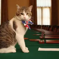 Larry, kucing 'PNS' yang menjabat sebagai Kepala Pemburu Tikus di Downing Street 10 (BBC)