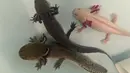 Panjang Axolotl bisa mencapai 15-30 cm. Warna tubuh mereka rata-rata hitam atau coklat kepirangan dan ada juga yang albino dengan warna yang lucu misalnya merah muda, Meksiko selatan (29/8/2014) (AFP PHOTO/RONALDO SCHEMIDT)
