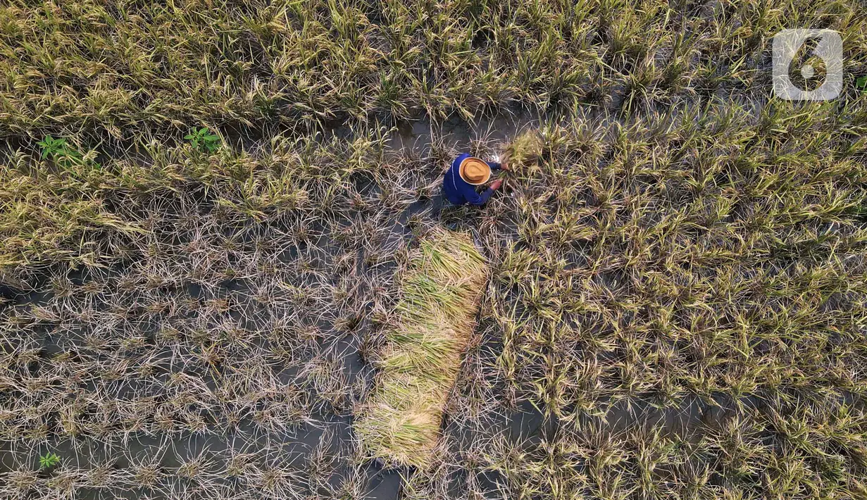 Foto udara petani memanen padi di kawasan persawahan Marunda, Jakarta Utara, Selasa (4/1/2022). Petani mengatakan hasil panen tahun ini tidak maksimal karena intensitas hujan tinggi mengakibatkan padi mengandung air, menjadi putih, serta ditambah adanya hama tikus. (merdeka.com/Imam Buhori)