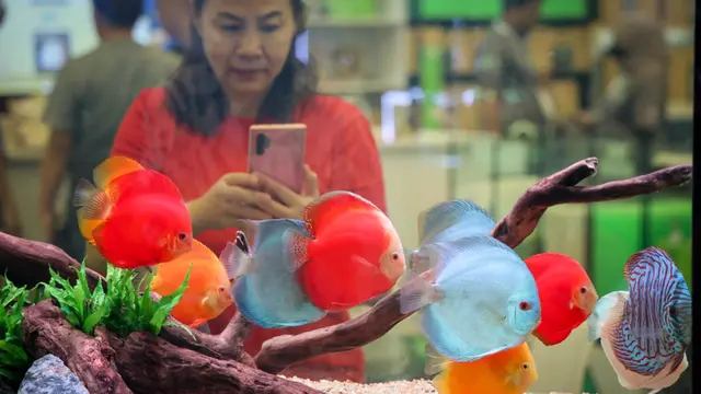 Nusantara Aquatic (Nusatic) 2023: Indonesia Ornamental Fish and Aquatic Plant Show 2023 dengan tema The Aquarium Fish Industry Moving Forward After Covid-19. (Dok Kemenkop UKM)