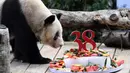 Panda raksasa Xinxing menikmati kue ulang tahun spesialnya di Kebun Binatang Chongqing di Kota Chongqing, China pada 16 Agustus 2020. "Nenek panda" yang menjadi bintang di kebun binatang itu pada Minggu (16/8) berulang tahun ke-38, atau setara usia 110-150 tahun pada manusia. (Xinhua/Tang Yi)