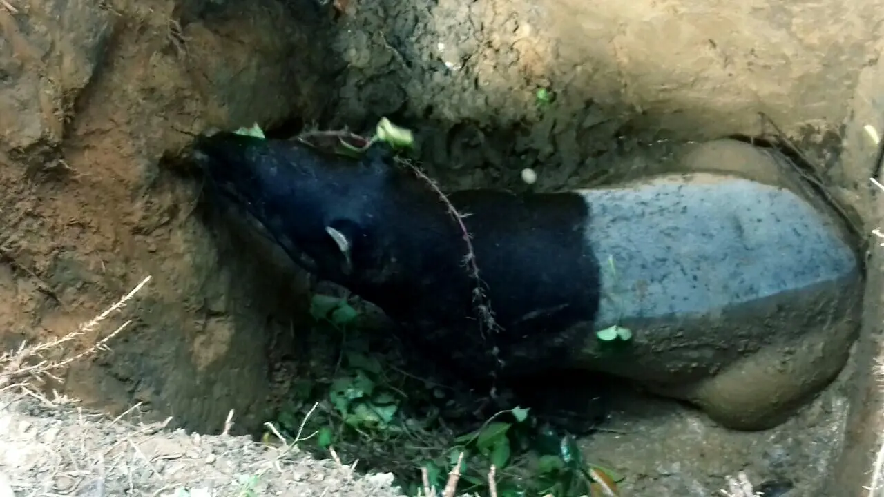 Tapir Nahas