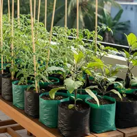 Model Kebun Polybag untuk Tomat dan Terong/AI