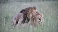Dua ekor singa jantan di taman safari tertangkap kamera berusaha untuk kawin. Kedua singa dewasa ini tak peduli dengan turis yang menonton