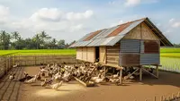 Cara Membuat Kandang Bebek Mini di Belakang Rumah Tanpa Bau, Ini 8 Triknya