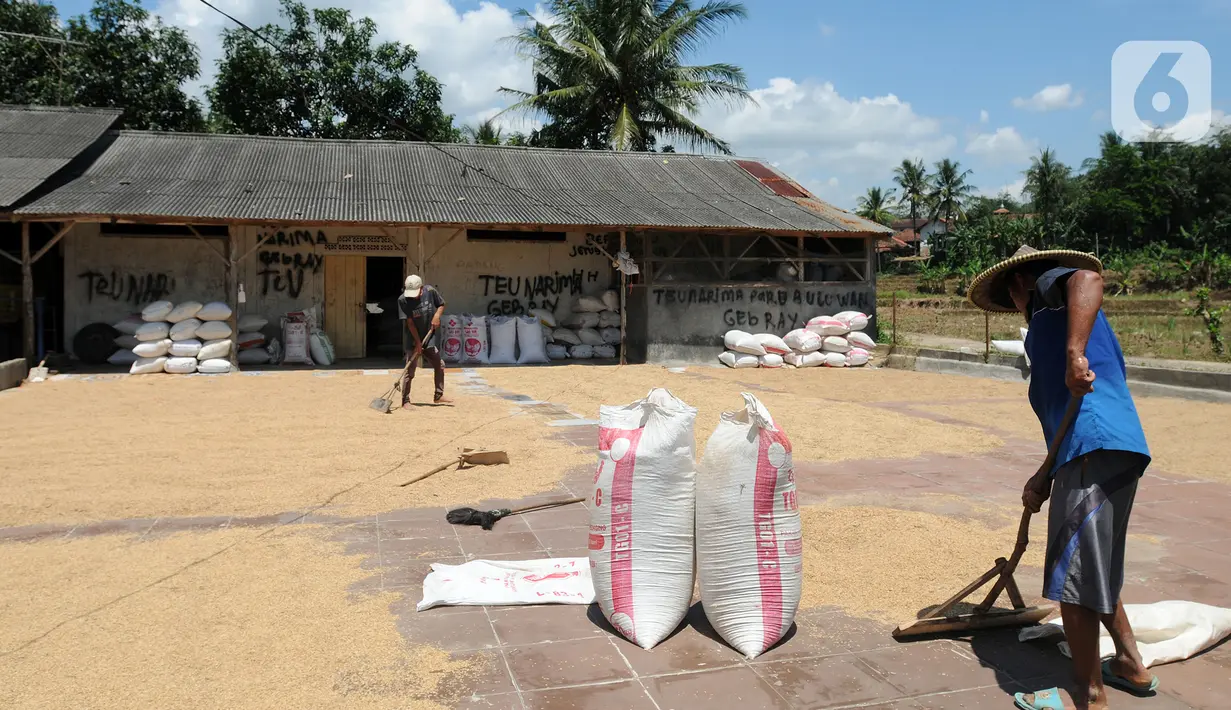 Buruh tani menjemur gabah di kawasan Tanjung Sari, Kabupaten Bogor, Jawa Barat, Senin (14/3/2022). Sejak sepekan terakhir, harga gabah kering giling di tingkat petani naik dari Rp 4.400 menjadi Rp 4.600 per kilogram. (merdeka.com/Arie Basuki)
