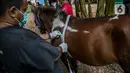 Dokter hewan Dinas KPKP mengukur tubuh kuda delman di Jakarta, Kamis (4/2/2021). Kegiatan ini juga guna menjaga kesehatan kuda delman yang tidak beroperasi saat PSBB Jakarta yang diberlakukan untuk memutus penyebaran pandemi COVID-19. (Liputan6.com/Faizal Fanani)