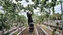 Anggota Komunitas Anggur Jakarta, Tarto Blendhot (48), merawat kebun anggur di Vezo Grapes Farm, Cilincing, Jakarta Utara, Selasa (7/9/2021). Ayah dua anak ini dibantu teman Komunitas Anggur Jakarta menyulap lahan tak terawat di SPBU Pertamina kawasan Cilincing. (merdeka.com/Iqbal S. Nugroho)