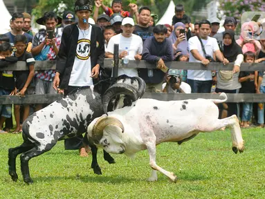 Warga menyaksikan ketangkasan domba Garut saat kegiatan Festival Ternak dan Seni Ketangkasan Domba Garut (SKDG) di halaman Stadion Pakansari, Cibinong, Bogor, Jawa Barat, Minggu (12/11/2023). (merdeka.com/Arie Basuki)