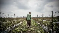 Performa Tanaman Buah Melon Menurun, Petani Jawa Timur Akui Hadapi Tantangan