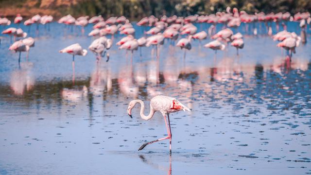 Camargue Regional Natural Park
