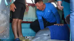 Seorang pawang membaringkan lumba-lumba di dalam helikopter untuk dipindahkan ke Dolphinarium di Cienfuegos, Kuba (8/9). Lumba-lumba ini dipidahkan dari dolphinarium Cayo Guillermo menyusul datangnya badai Irma. (Osvaldo Gutierrez Gomez / ACN via AP)