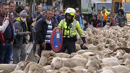 Petugas polisi mengatur rambu lalu lintas saat sekawanan domba melewati pusat kota Madrid, Spanyol, Minggu (23/10/2022). Domba-domba "saba kota" ini bagian dari festival yang menciptakan kembali praktik pastoral memindahkan ternak ke tempat penggembalaan baru. (AP Photo/Paul White)