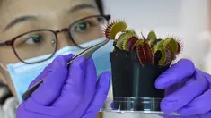 Luo Yifei, mahasiswa PhD Sekolah Ilmu dan Teknik Material Nanyang Technological University memasang elektroda pada permukaan tanaman penangkap lalat Venus di laboratorium, Singapura, 24 Maret 2021. Ilmuwan mengembangkan sistem teknologi tinggi untuk berkomunikasi dengan tumbuhan. (Roslan RAHMAN/AFP)
