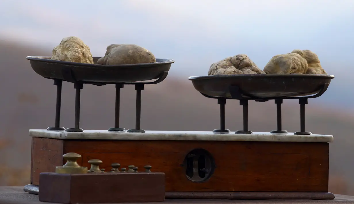 Jamur Truffle ditimbang sebelum lelang internasional di Istana Grinzane, Italia, Minggu (13/11). Keunikan cara tumbuh jamur truffle di bawah akar pohon ek menjadikan jamur langka ini memiliki harga selangit. (REUTERS/Stefano Rellandini)