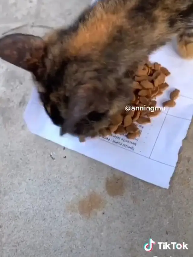 Dermawan, Pria Ini Rutin Beri Makan Kucing Liar yang Kelaparan