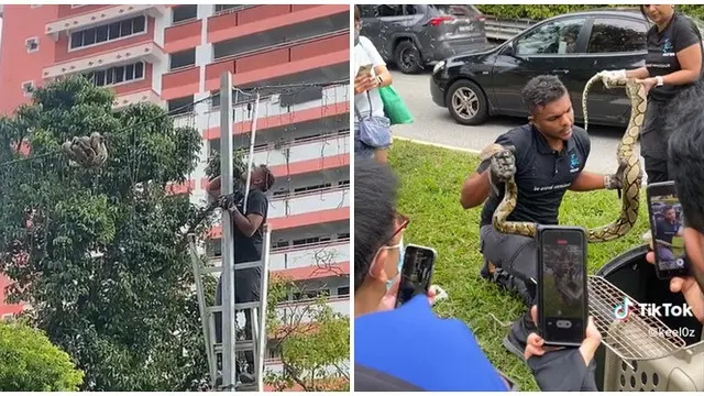 Viral Upaya Penyelamatan Ular di Kabel Lampu Taman Ini Bikin Ikut Deg-degan