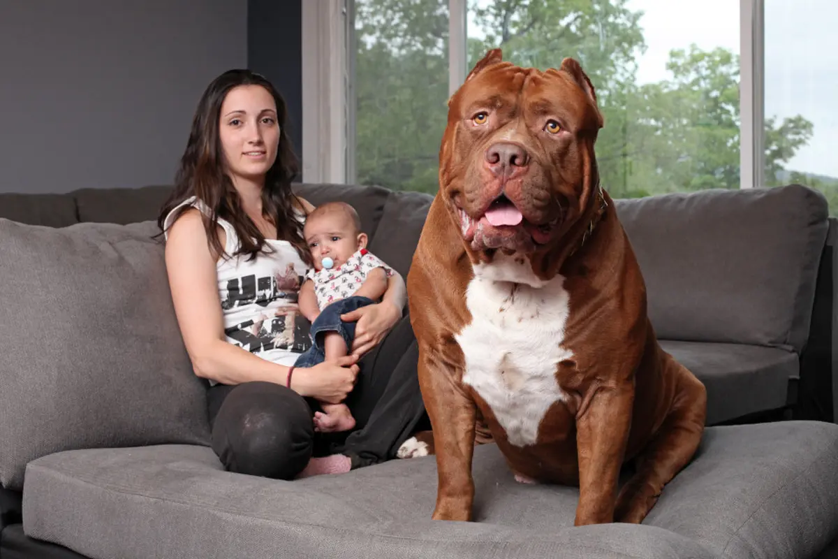 Imutnya, Pitbull Raksasa Jadi Anjing Penjaga dan Pengasuh Bayi
