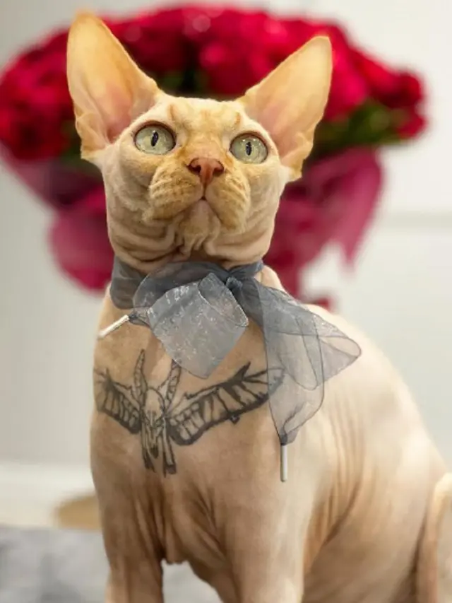 Wanita Ini Mendapat Kecaman Dari Pecinta Hewan Usai Mentato Kucing Peliharaannya