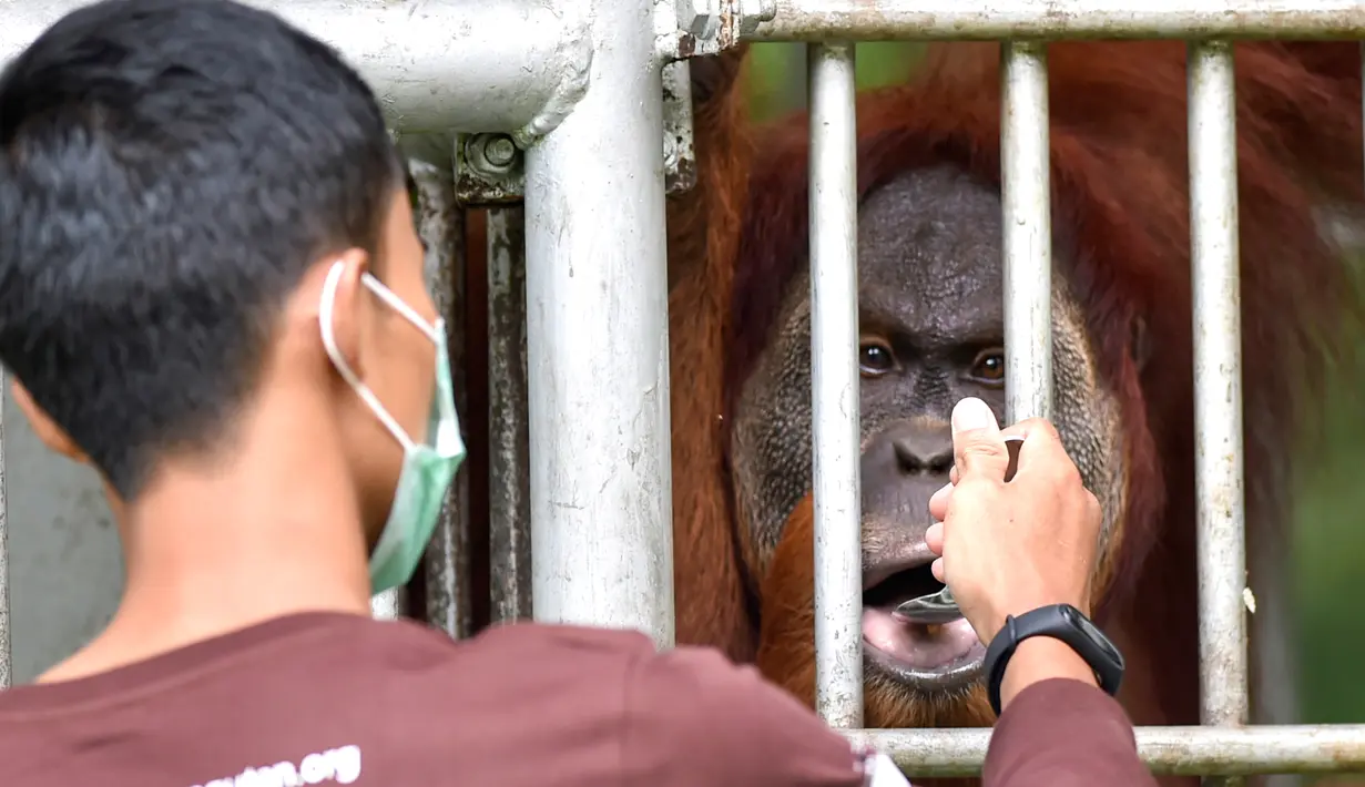 Penjaga hutan memberi makan orangutan bernama Elaine sebelum dilepasliarkan di Cagar Alam Hutan Pinus Jantho, Aceh Besar, Selasa (18/6/2019). Dua orangutan yang dilepasliarkan oleh BKSDA Aceh dalam kondisi sehat. (CHAIDEER MAHYUDDIN/AFP)