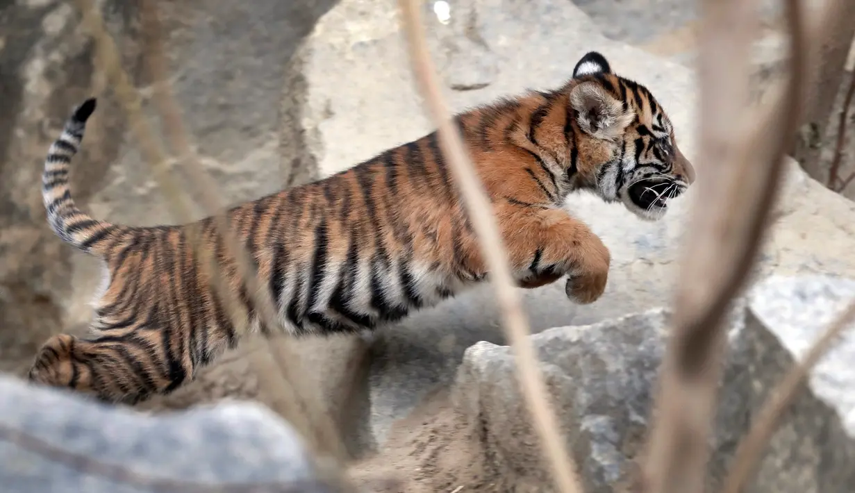 Seekor harimau sumatera muda bermain di kandangnya di kebun binatang di Berlin, Jerman (22/11). Total empat anak Harimau Sumatera lahir pada 4 Agustus 2018, diberi nama Oscar, Willi, Seri dan Kiara. (AP Photo/Michael Sohn)
