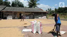 Buruh tani menjemur gabah di kawasan Tanjung Sari, Kabupaten Bogor, Jawa Barat, Senin (14/3/2022). Sejak sepekan terakhir, harga gabah kering giling di tingkat petani naik dari Rp 4.400 menjadi Rp 4.600 per kilogram. (merdeka.com/Arie Basuki)