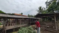 Peluang Bisnis Peternakan, Cuan buat Anak Muda di Pedesaan