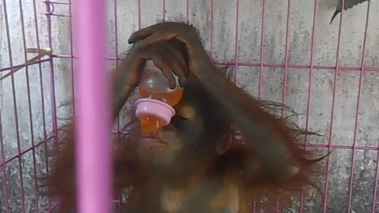 Pemuda Pontianak Kurung 2 Bayi Orangutan Lucu di Kandang Sempit 