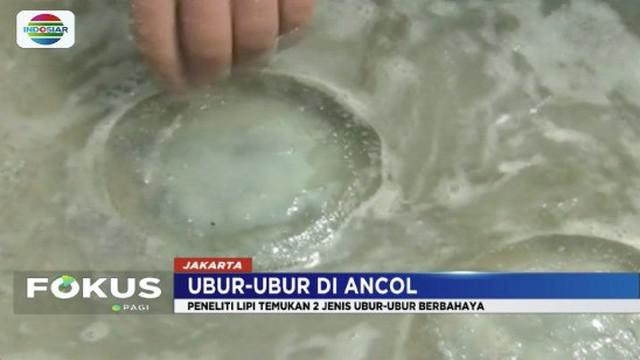 Berita Ubur Ubur Hari Ini Kabar Terbaru Terkini Liputan6com
